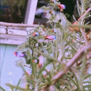 Meet your Posher, Vicky